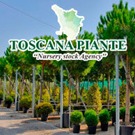 TOSCANA PIANTE