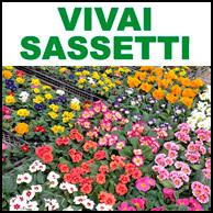 VIVAI SASSETTI